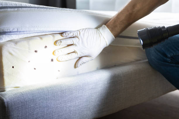 Best Best Pest Control Companies  in Phoenix, NY