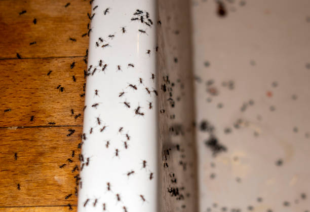 Professional Pest Control in Phoenix, NY