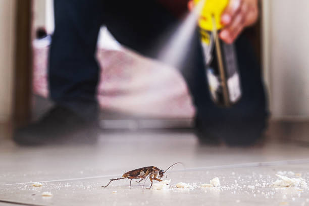 Best Cockroach Control Services  in Phoenix, NY